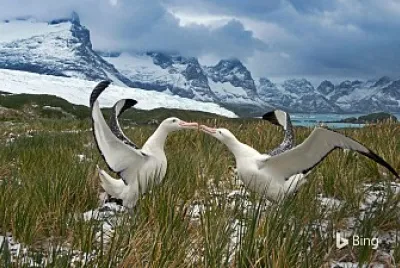 פאזל של Pelicanos