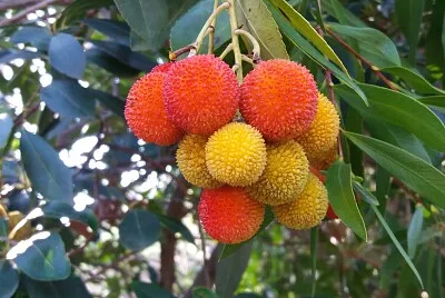 פאזל של Corbezzolo