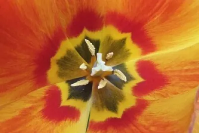 Tulpe