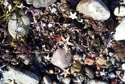 Muscheln