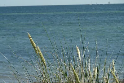 Strandhafer