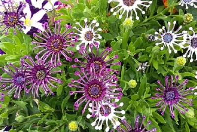 Sommerblumen