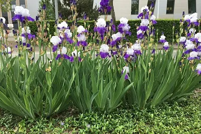 iris jigsaw puzzle