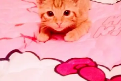 Muffy