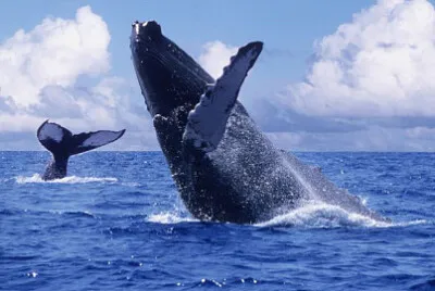 פאזל של HÃºsavik, Islandia