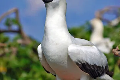 פאזל של Piquero patas rojas