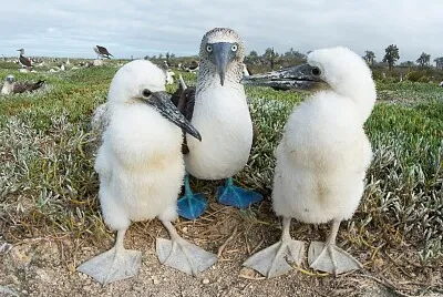 פאזל של Piquero patas azules con sus crÃ­as