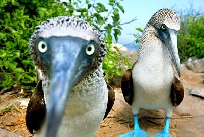 פאזל של Piquero patas azules