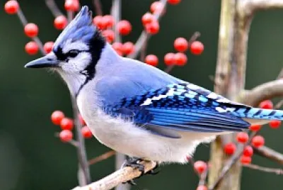 פאזל של Cardenal azul