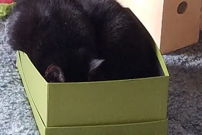 lucie green box