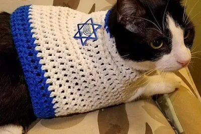 chanukah cat