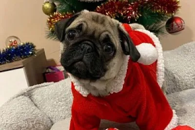 rhum the pug