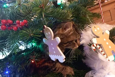 Cat in Xstmas tree