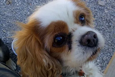 Perrita en adopcion