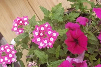 Lovely Flowers