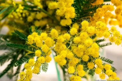 mimosa