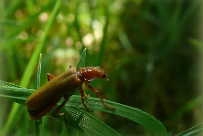 Insecte