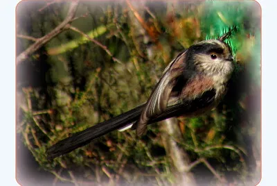 Mésange à  longue queue