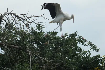 Cigogne