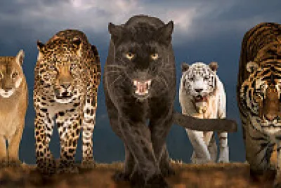 BIG CATS