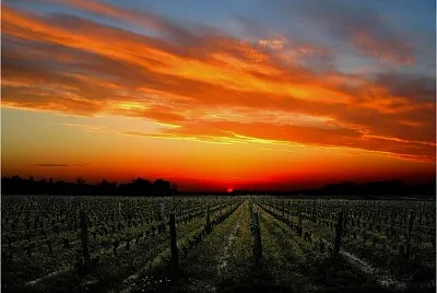 Coucher de soleil sur vignoble