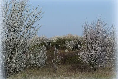 Printemps