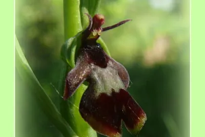 Orchidée sauvage