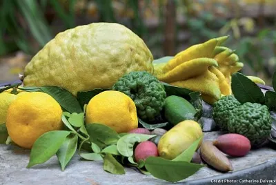 lÃ©gumes