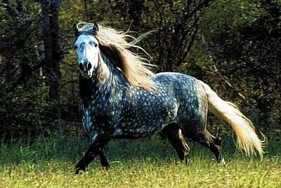 Andaluz