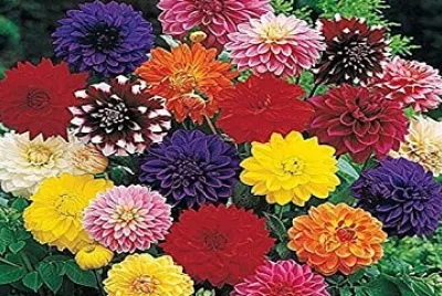 OK jigsaw puzzle