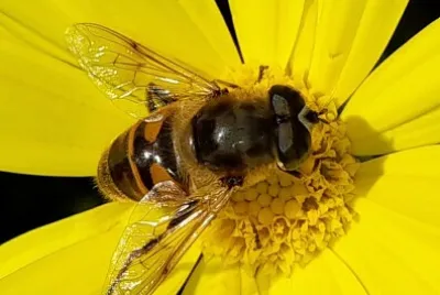 Abeille jigsaw puzzle