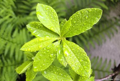 plante