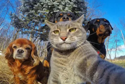 self de pets