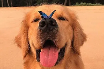 פאזל של perro mariposa