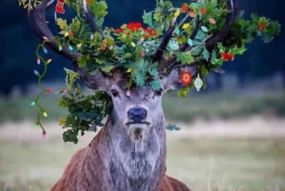 פאזל של Venado