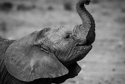 פאזל של Elefante bebÃ©