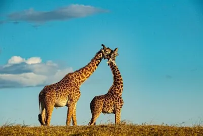 פאזל של Jirafas