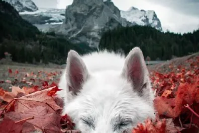 פאזל של SoÃ±ando en otoÃ±o