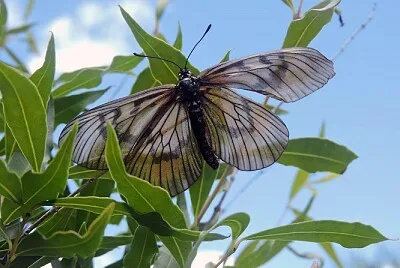 Fauna del Uruguay 2
