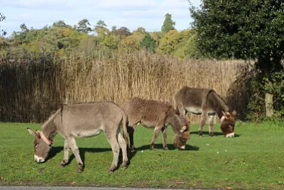 Donkeys, Beaulieu, U.K. jigsaw puzzle