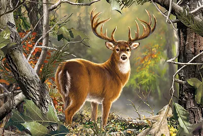 BACK COUNTRY BUCK