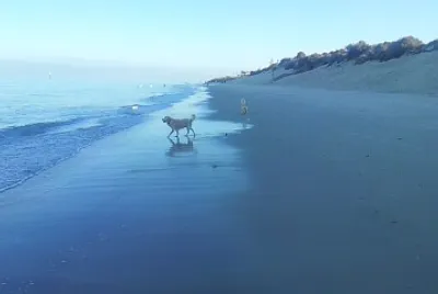 Dogs at Dusk - West Beach S.A. jigsaw puzzle