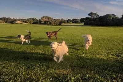 Jess, Jake, Wilbur and Keera - West Beach SA jigsaw puzzle