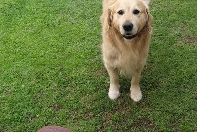 Jack - Best Dog. RIP. jigsaw puzzle