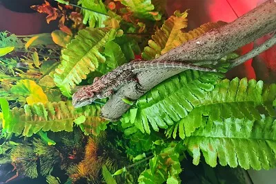 Jeff the Bearded Dragon jigsaw puzzle