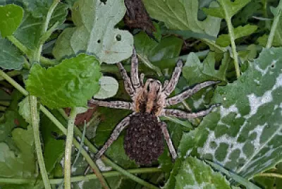 ×¢×›×‘×™×©