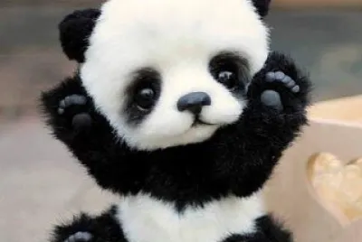 panda MAS KAWAII