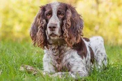 Spaniel russo