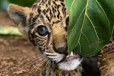 ASOMA LEOPARDITO