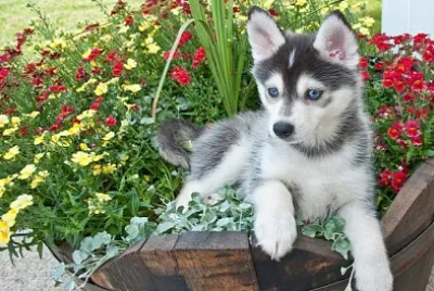 Pomsky